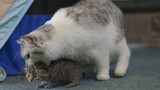 [สัตว์]ลูกแมวน่ารักกำลังเล่นกับแม่ของพวกมัน