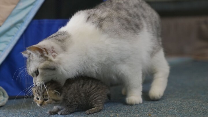 [Animals]Cute kittens are playing with their mom