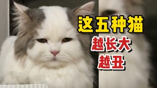 Cat world's appearance "fraudsters"! The gap is so big!
