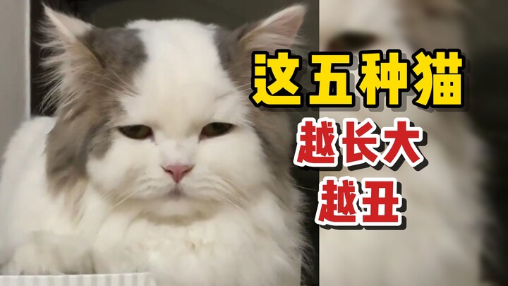 Penampakan "penipu" di dunia kucing! Kesenjangannya sangat besar!