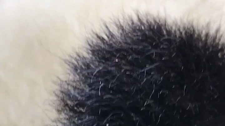 Pandas really don’t have ear holes—just for show (dog head emoji)