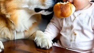 baby and dog 🍼