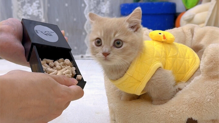 当喵星人第一次看到魔术