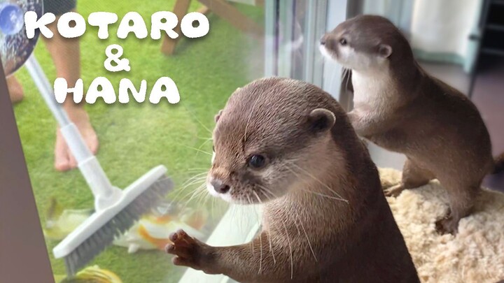 [Otter] Shocking Water Bill! Water Lovers Express Strong Condemnation [Kotaro and Hana]