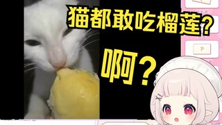 日本萝莉看猫狂吃榴莲 直接傻眼：猫都敢吃我不敢吃？