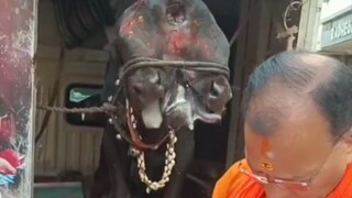 "Banteng suci" berkepala dua di India