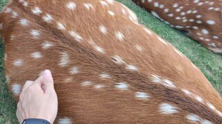 Sika Deer: Bạn đã làm đủ mọi điều xấu xa với cơm nắm lên men!