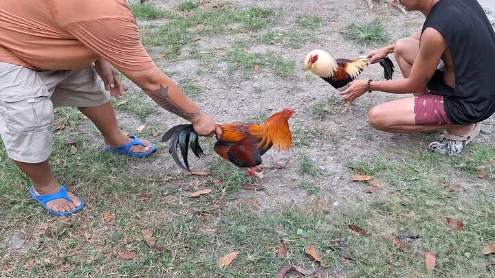 1st Sparring Roundhead vs. Roundhead Grey