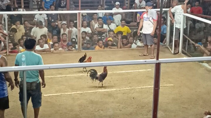 cogal cockpet coliseum