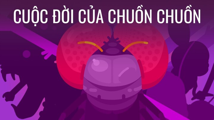 Cuộc đời của chuồn chuồn