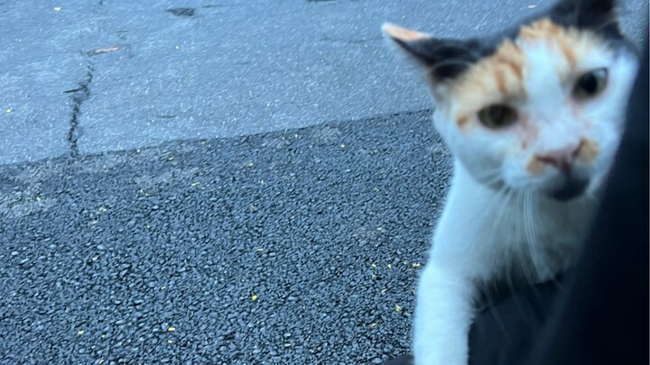 Kucing di sekolah ini sangat tidak sopan!