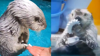 So Cute! Otter Takes Out Toys from Its Pocket One After Another