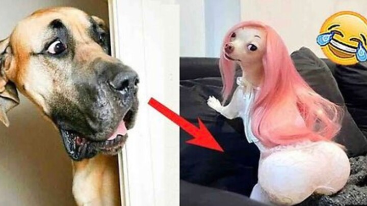 Funniest Animal Moments You Won’t Believe