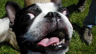 สุนัขตลกตื่นเต้นที่จะไปเดินเล่นรวบรวม