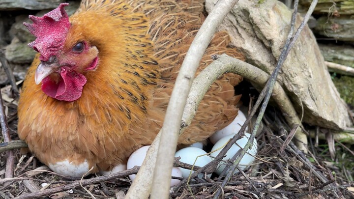 Menguji apakah ayam tua bisa mengerami telur bebek, hasilnya sangat menyentuh hati