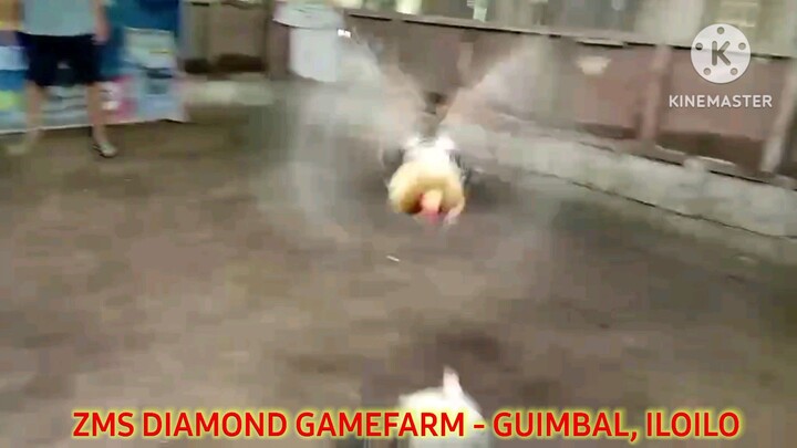 Fantastic Dom for 2025 Stag Derby Early Bird Edition