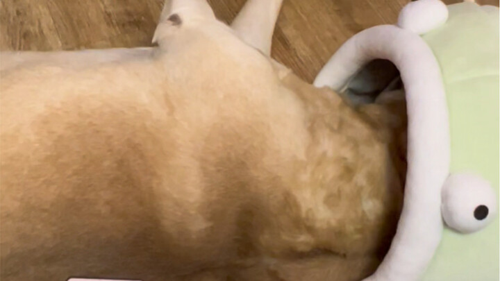 Lumayan, sudah terpakai~ Tidak sia-sia