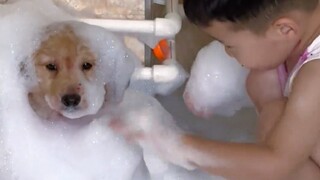 Anak anjing emas kecil bisa menyembuhkan segala kesedihan!