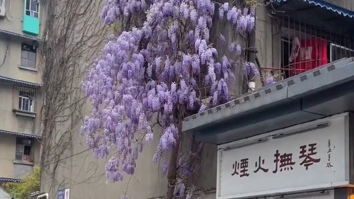 “可爱鬼 邀你看花”