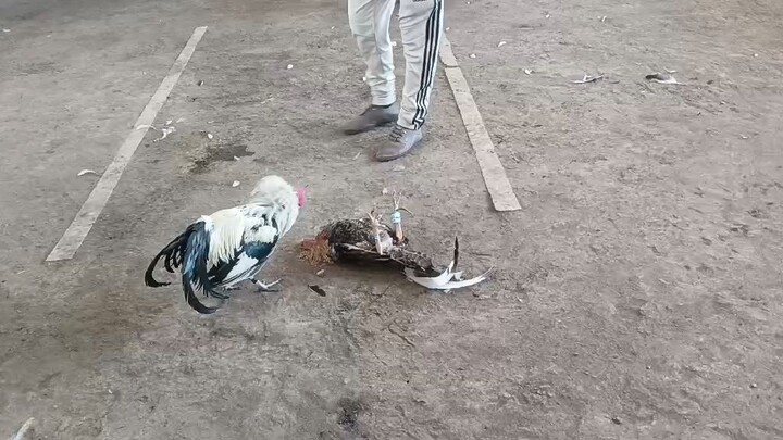 Super hma ninja grey walang sugat