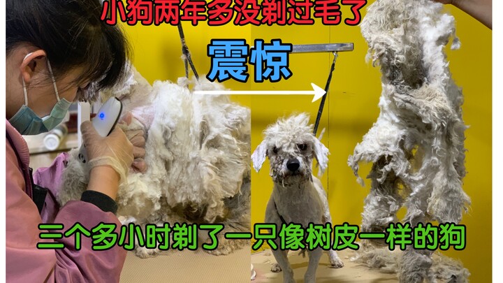 It took over three hours to groom a dog that looked like a tree—its fur hadn’t been trimmed in more 
