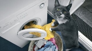 Funniest Animals 🐧 - Awesome Funny Animals' Life Videos 😁 - Cutest Animals Ever