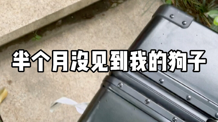 Nửa tháng không gặp chú chó của tôi! Nó suýt nữa ăn tươi nuốt sống tôi…