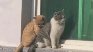 Cats are strange and cute creatures