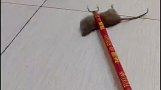 Ssst, jangan datang lagi lain kali.