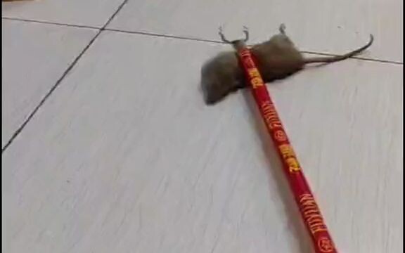 Shushu, don't come next time.