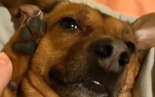 A paw-print-themed phone just for your pup! Owners, don’t forget to teach your dog your phone number