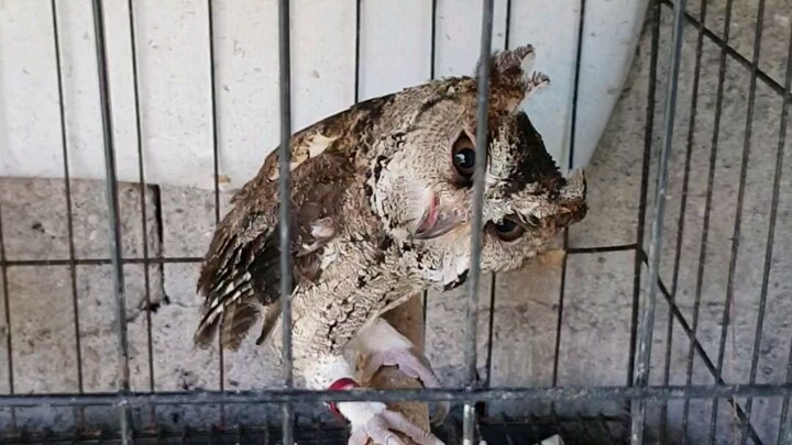 hoot hoot himawarichan is the name of the owl😊