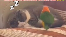 😾 : “Soasik Banget Nih Bocah"