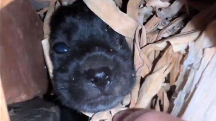 ติดอยู่! ลูกสุนัขตัวอ้วนที่ยังไม่ครบเดือน บ่นพึมพำด้วยความน้อยใจ