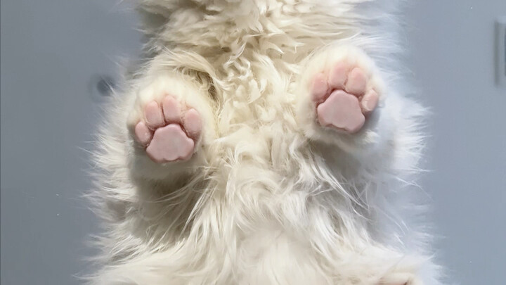 Who wouldn’t love these pink paws!