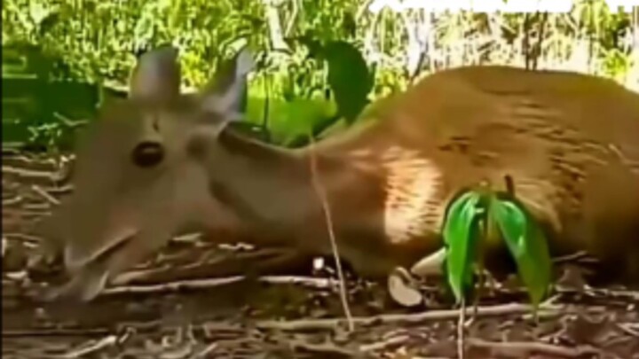 Rusa: Rasanya tubuhku terkuras habis...