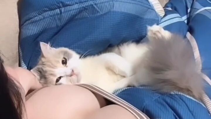 kucing ku minta bobok 🥰🥰