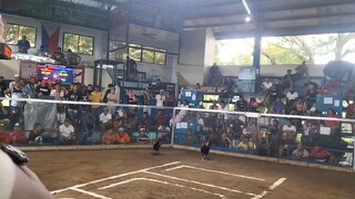 First fight at La Carlota City Coliseum 👍 minimal scratches💪