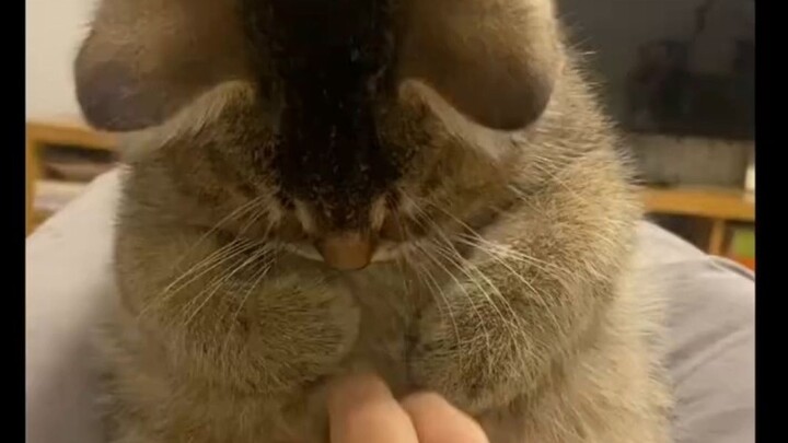 امسح بطن القطة الصغيرة