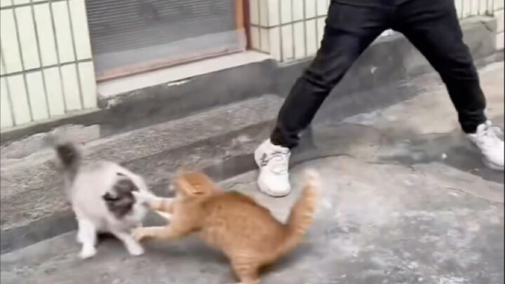 Is the Ragdoll Losing It?!