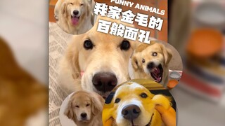 我家金毛的百般面孔‼️