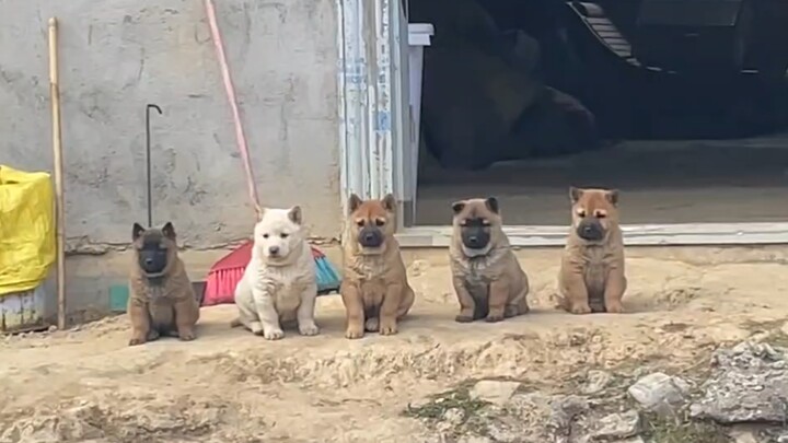How Long Does It Take to Befriend a Stray Puppy?