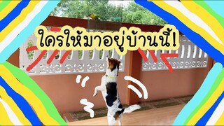 โลกของแสนดี ตอน แสนดีจะรับได้ไหมถ้านกมาอยู่ด้วย