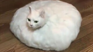 Cute and funny cat vids