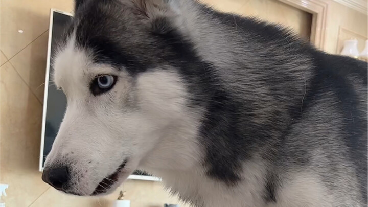 Anjing Husky: Gue belum pernah se-gereget ini dalam hidup gue, ini udah kelewat batas ngejek anjing 