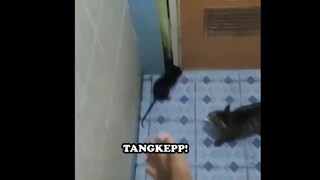 suatu hari ketika di kamar mandi bersama meong😣😣#demik_animal