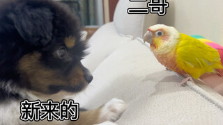 新来的不太尊重它二哥，立马被老大教育了