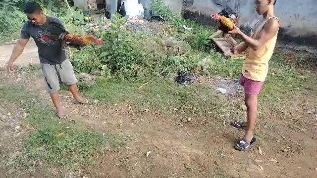 manok ni manoy ote open ear