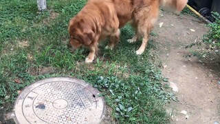 Insiden Golden Retriever Siri, hasilnya ada di sini