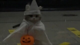 The weirder the cat, the more people love it.